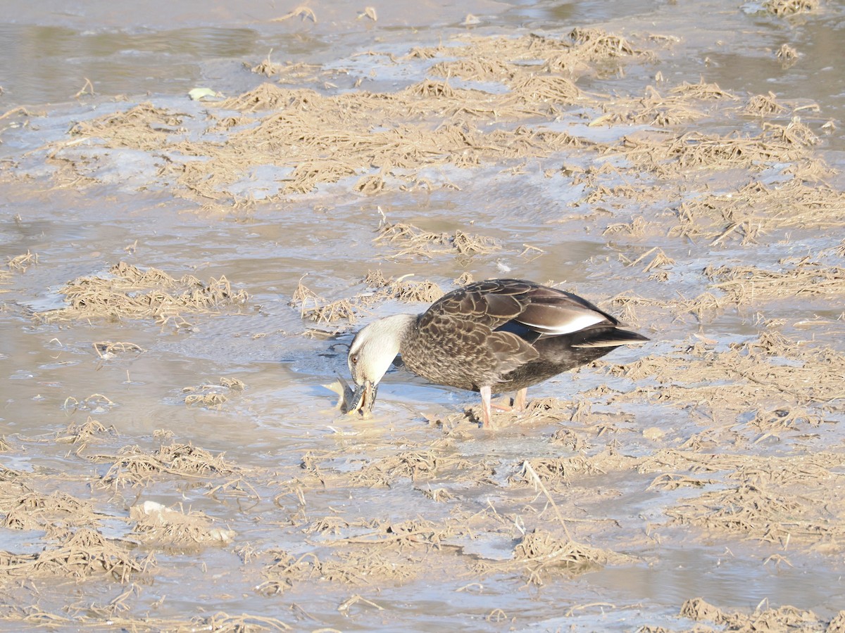 カルガモ - ML646897408