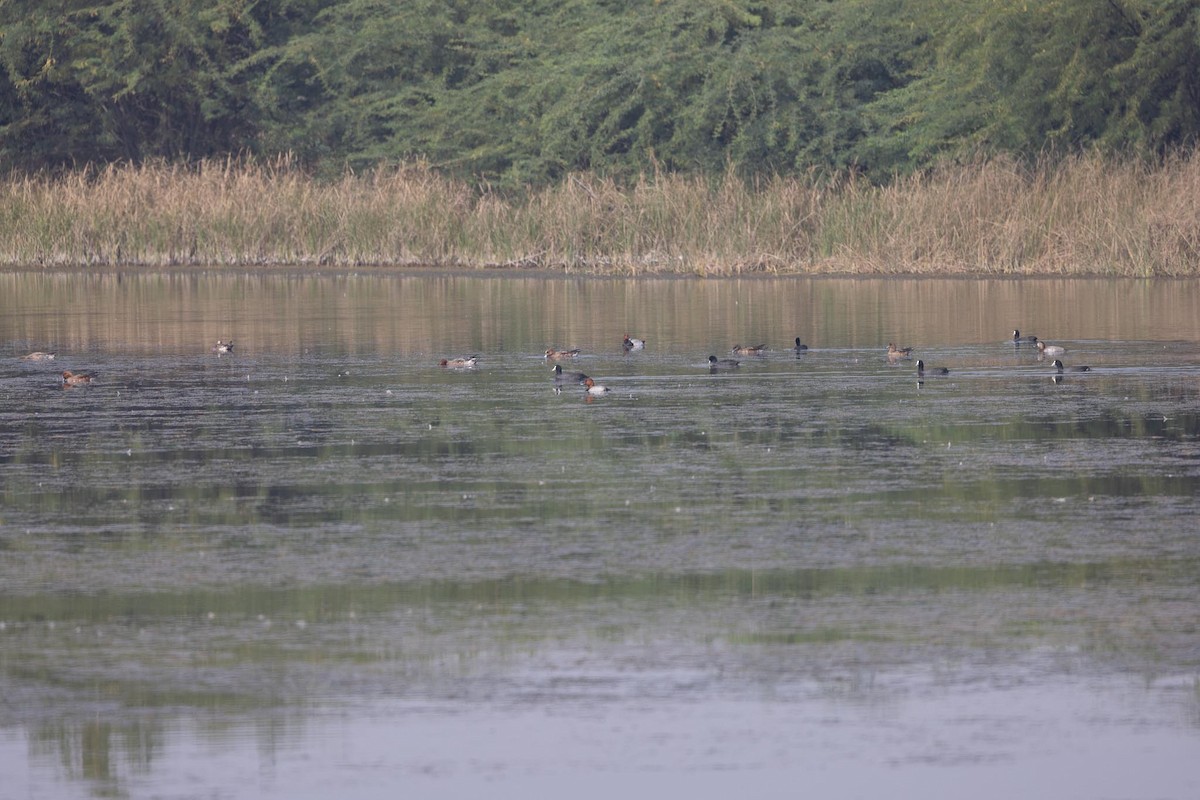 オオバン - ML646897409