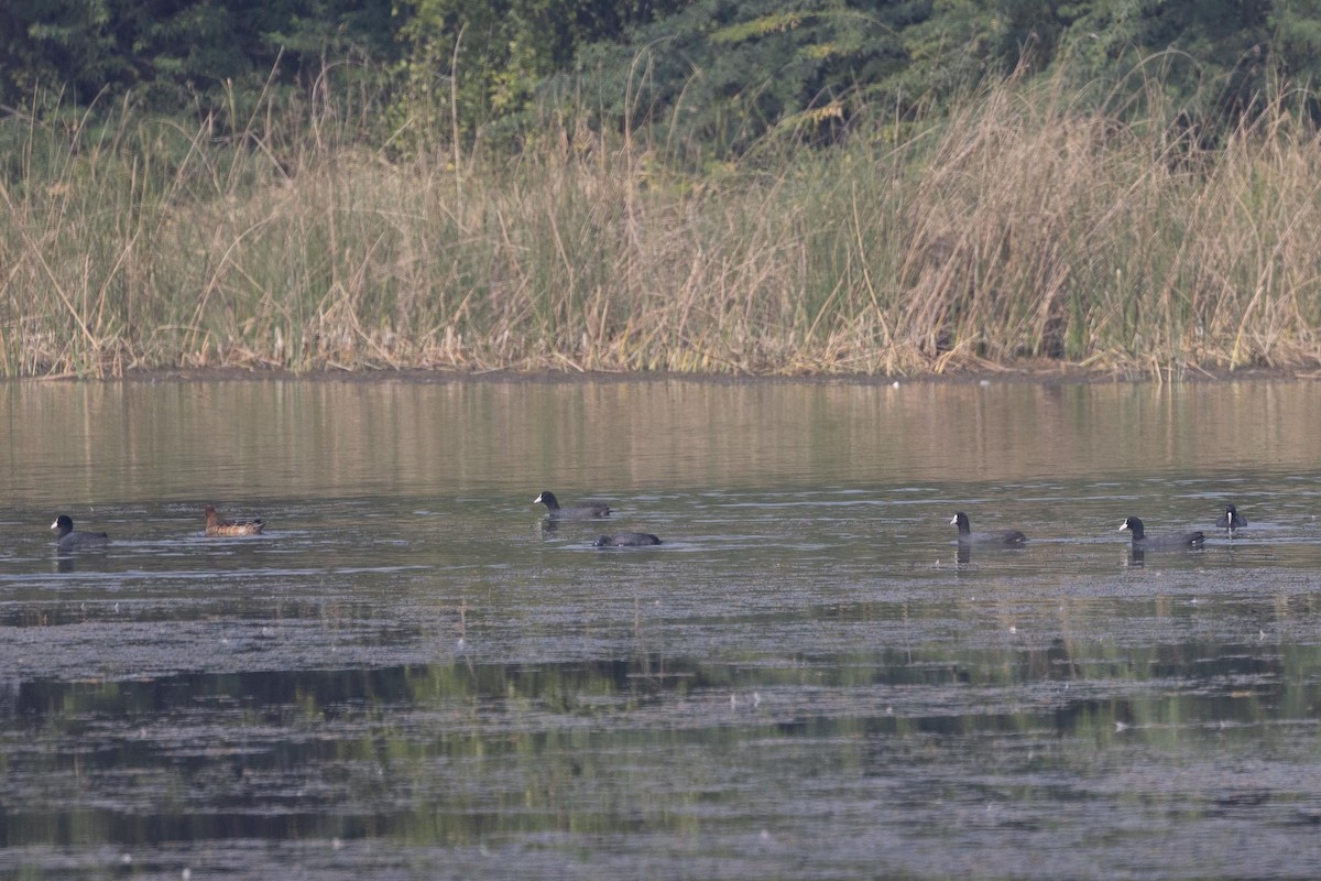 オオバン - ML646897410