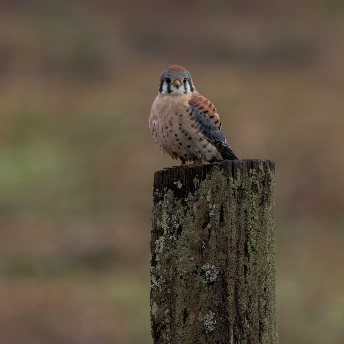 American Kestrel - ML646897411