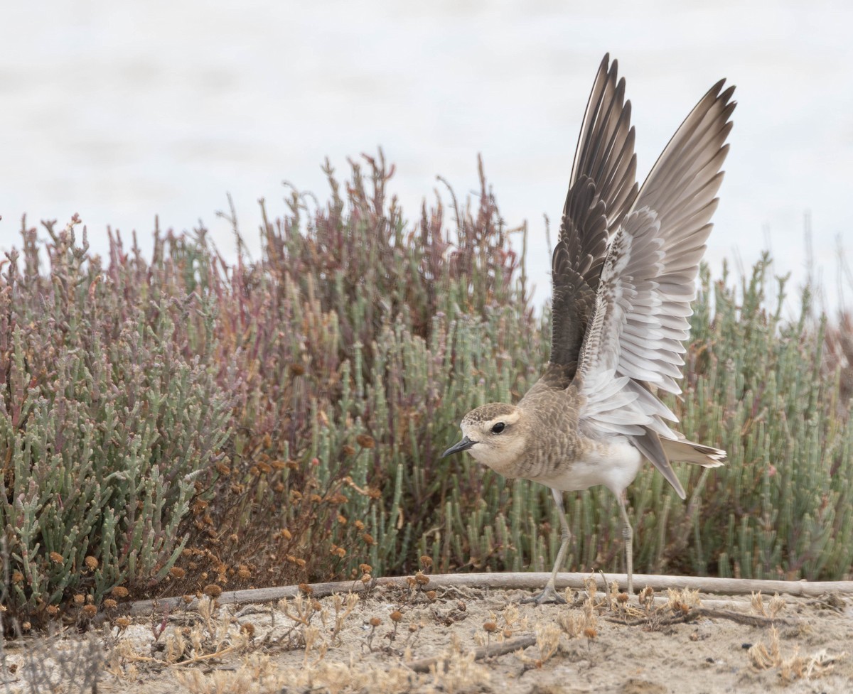 Pluvier asiatique - ML646897414