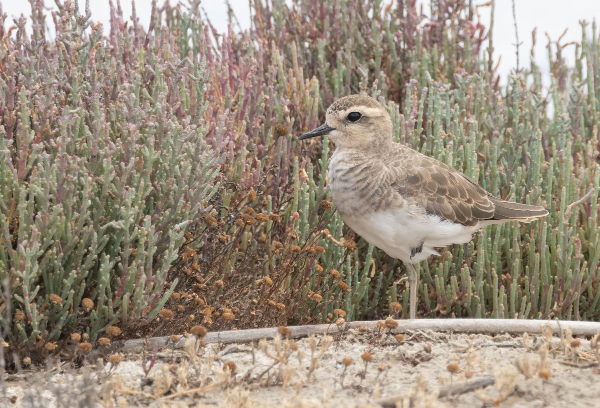 Pluvier asiatique - ML646897415