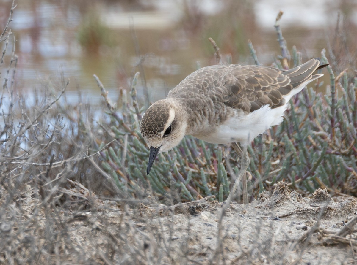 Pluvier asiatique - ML646897416