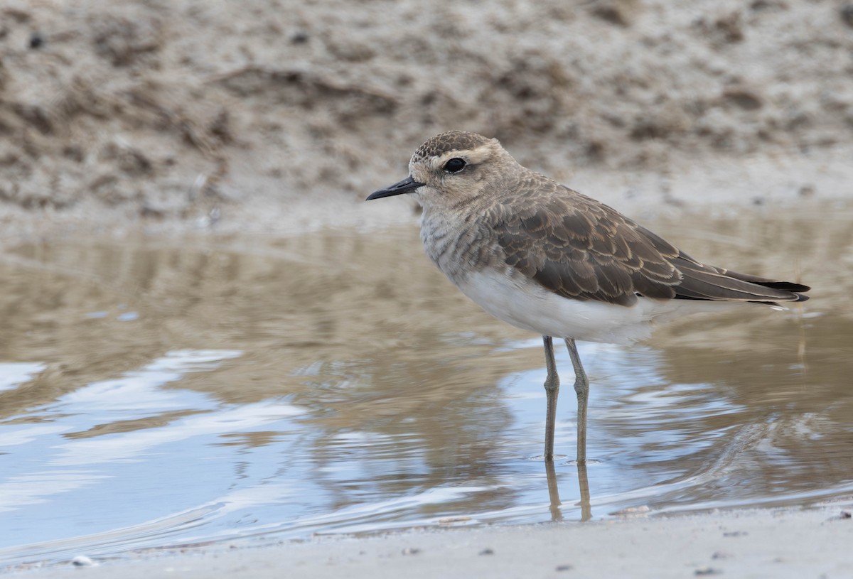 Pluvier asiatique - ML646897417