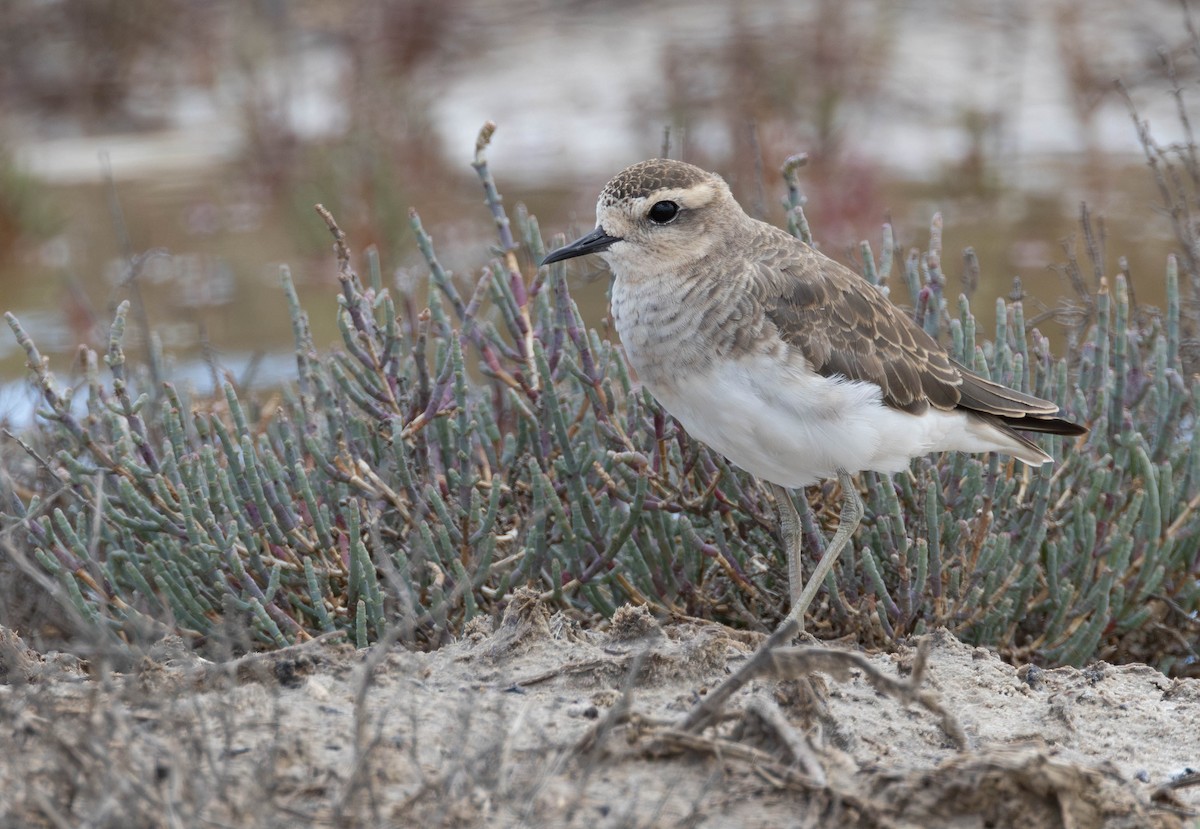Pluvier asiatique - ML646897418