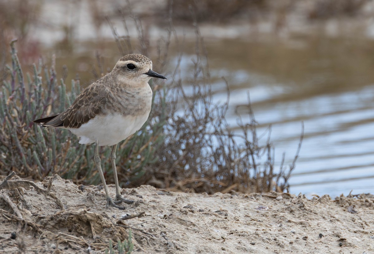 Pluvier asiatique - ML646897419