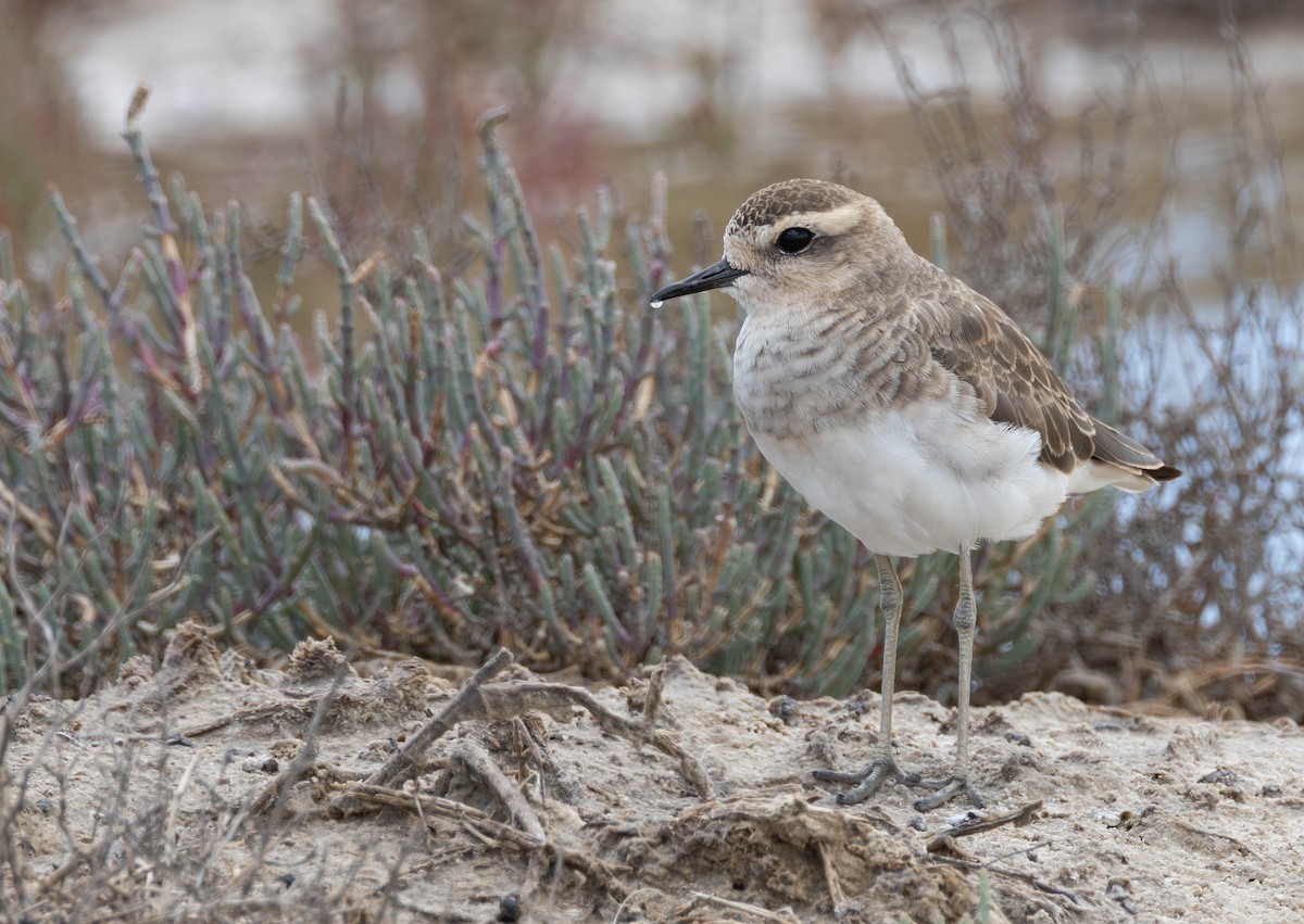 Pluvier asiatique - ML646897420