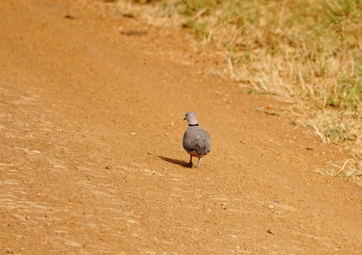 Ring-necked Dove - ML646897422