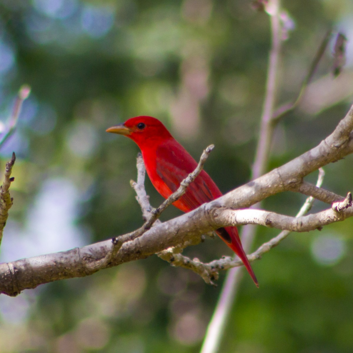 Summer Tanager - ML646897423