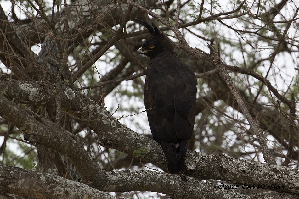 orel chocholatý - ML646897424