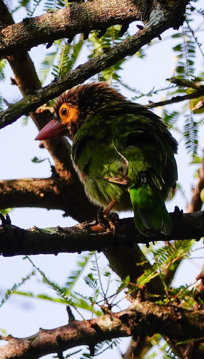Brown-headed Barbet - ML646897426