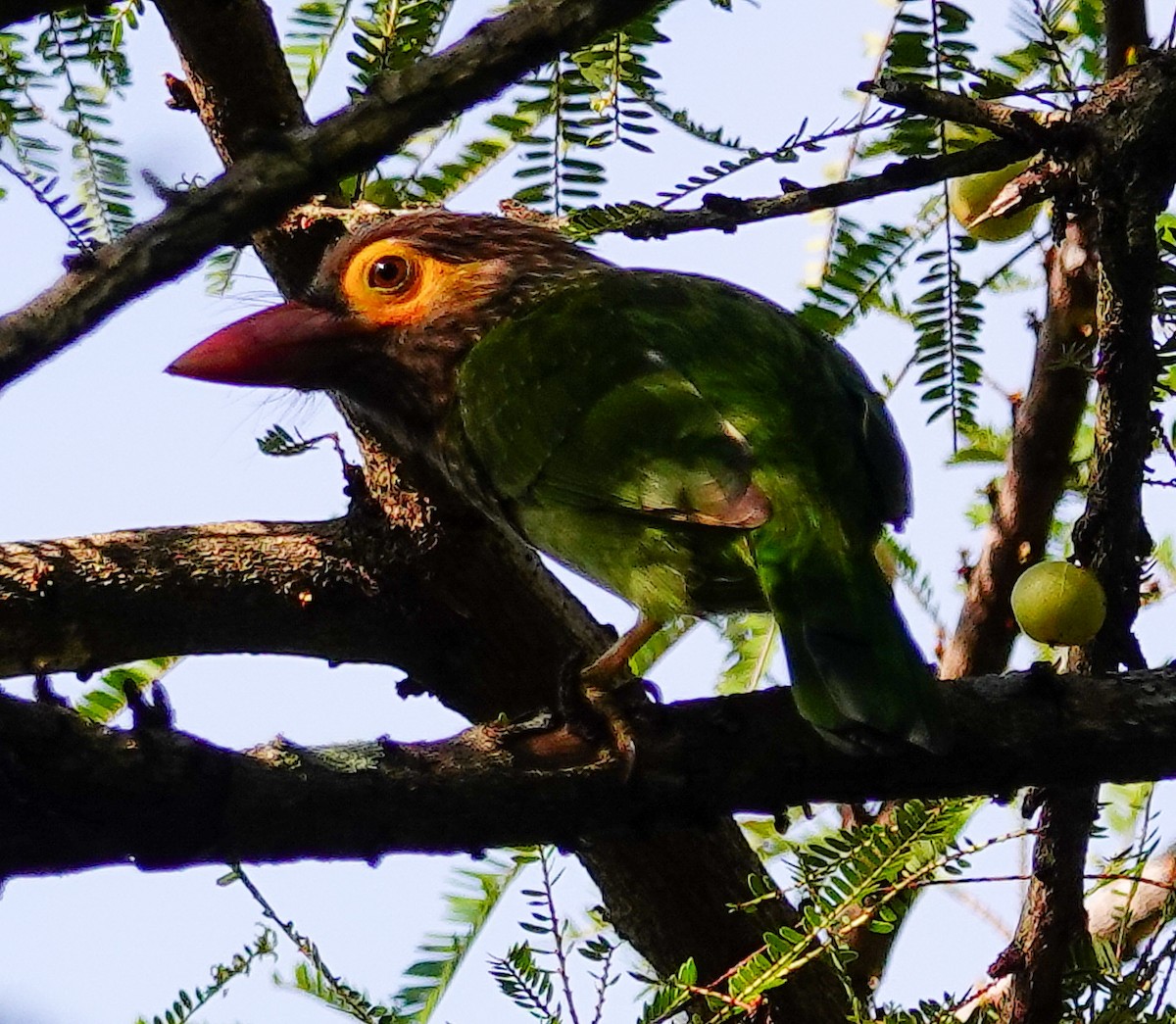 Brown-headed Barbet - ML646897427