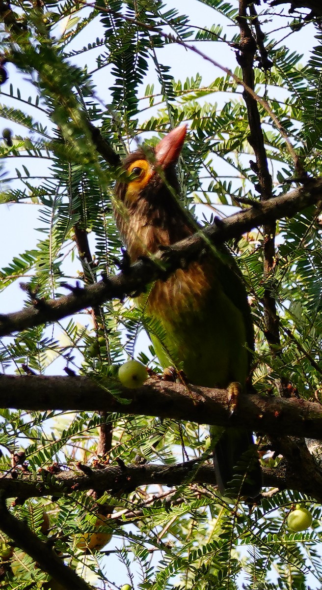 Brown-headed Barbet - ML646897428