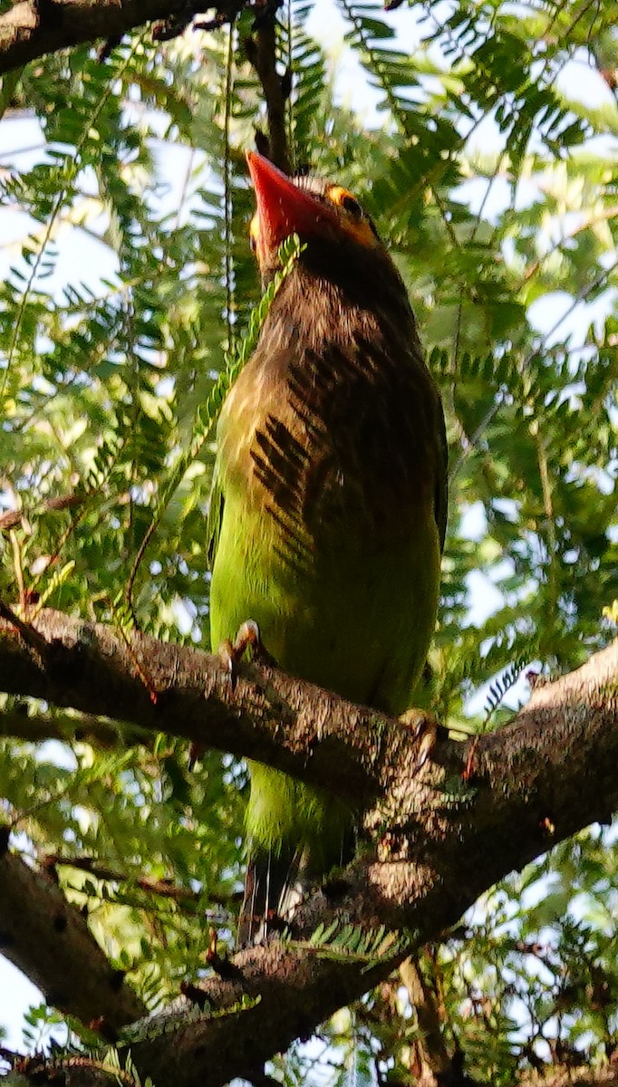 Brown-headed Barbet - ML646897429