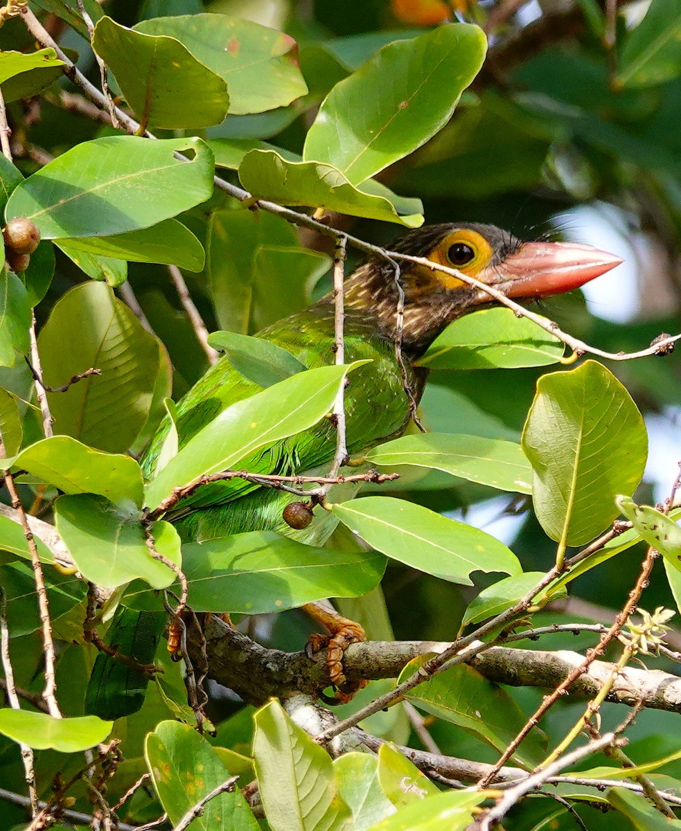 Brown-headed Barbet - ML646897430