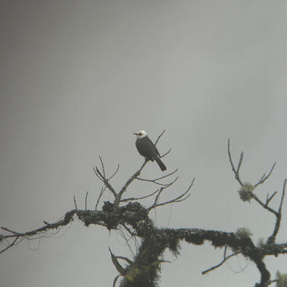 White-headed Bulbul - ML646897432