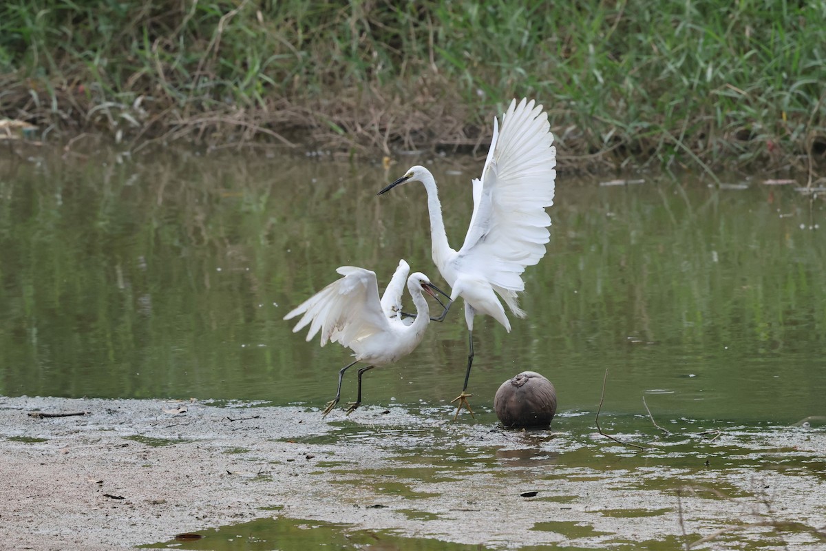 Little Egret - ML646897436