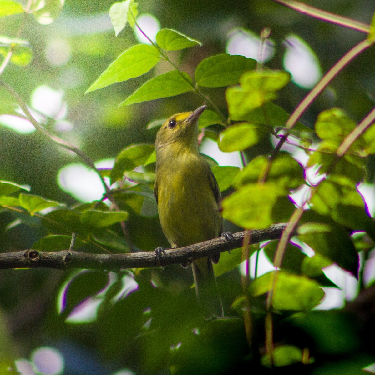 Mangrove Vireo - ML646897437