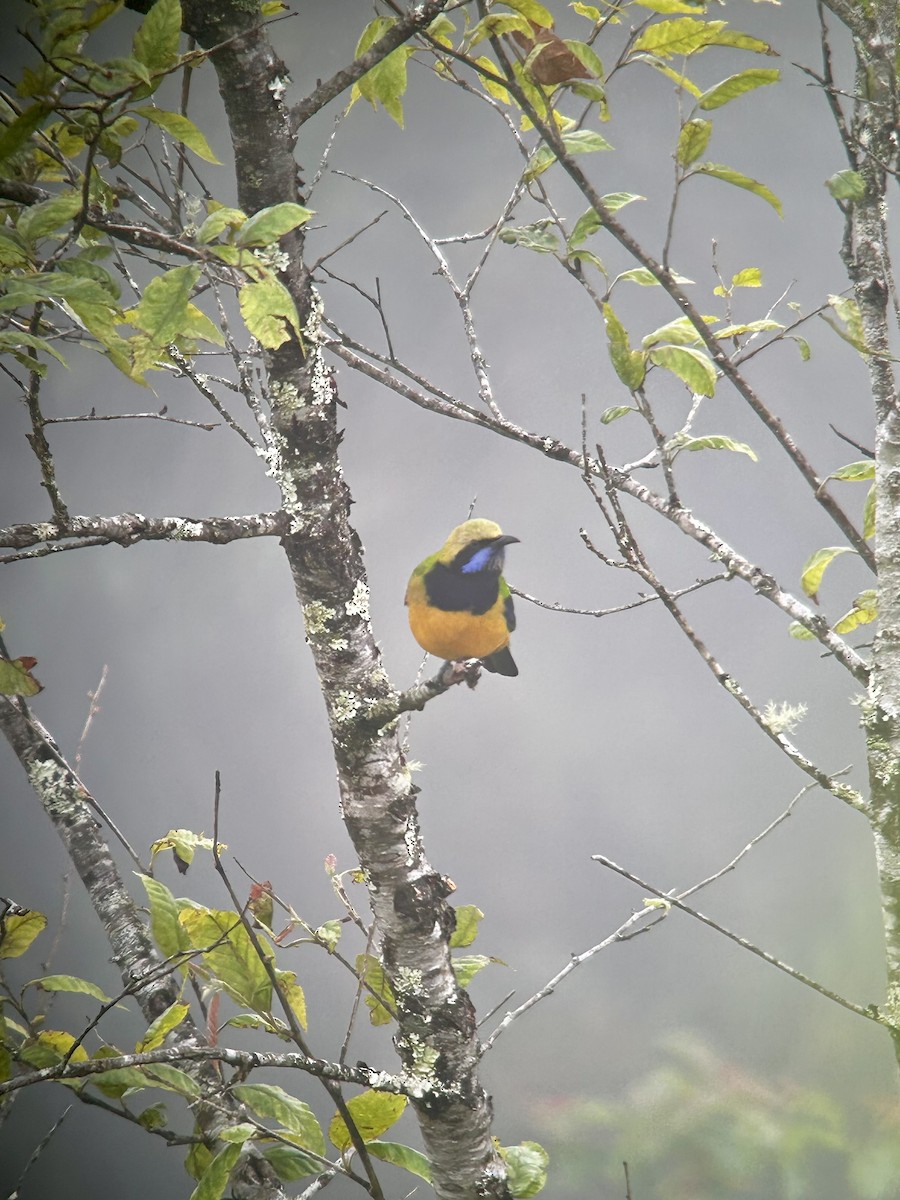 Orange-bellied Leafbird (Orange-bellied) - ML646897441