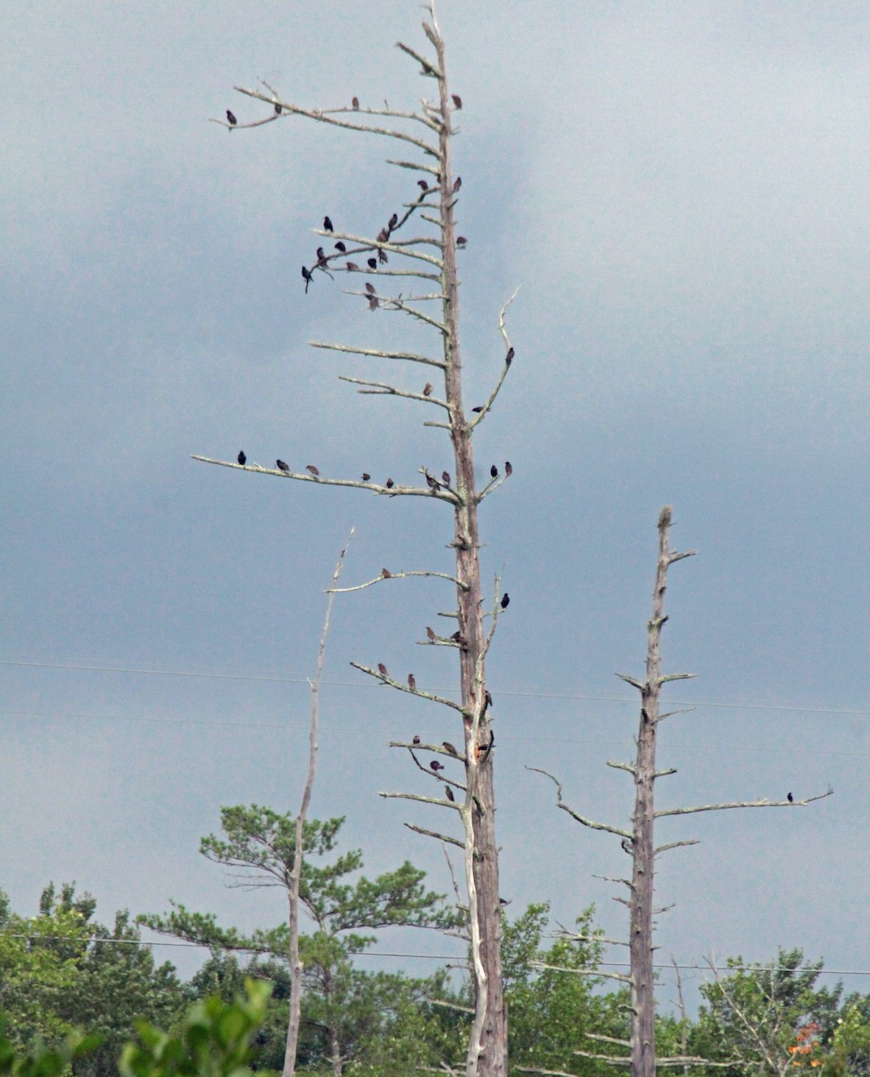 European Starling - ML646897442