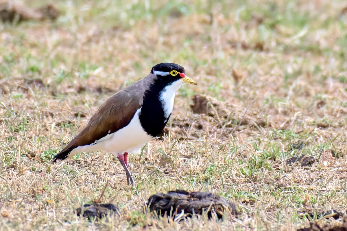 Banded Lapwing - ML646897444