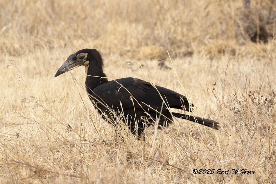 Southern Ground-Hornbill - ML646897445
