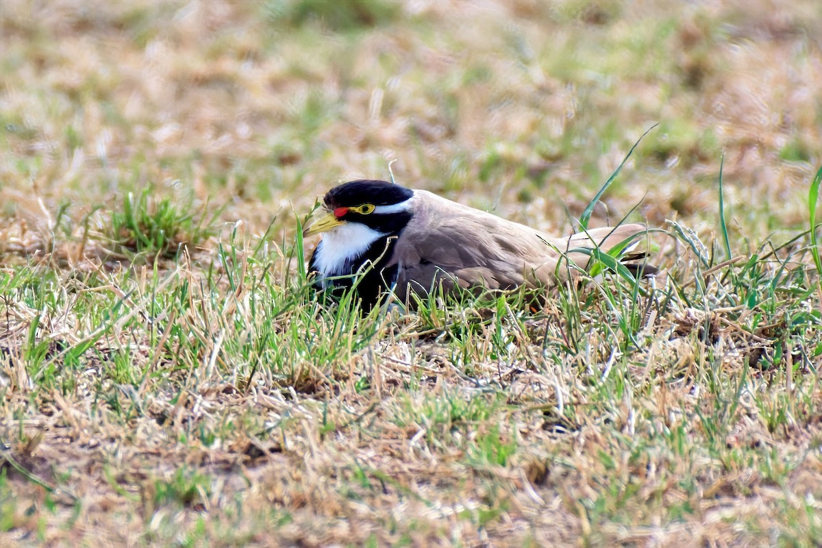 Banded Lapwing - ML646897446