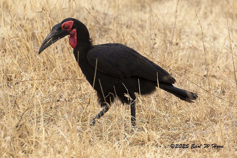 Southern Ground-Hornbill - ML646897447