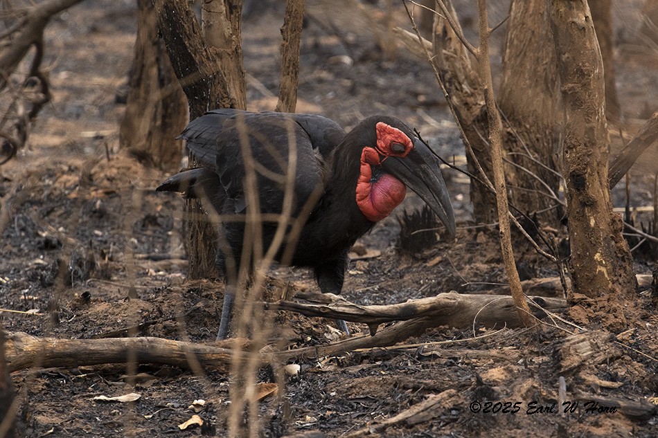 Southern Ground-Hornbill - ML646897448