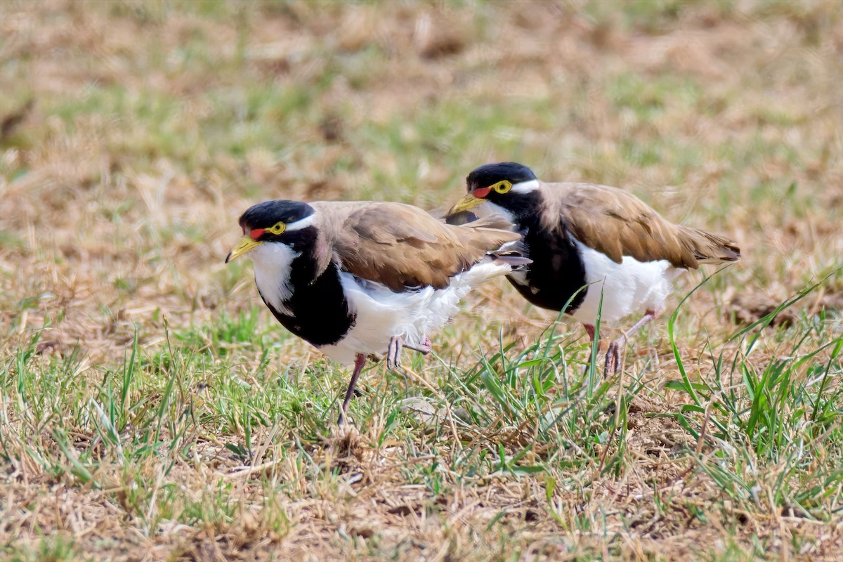 Banded Lapwing - ML646897449