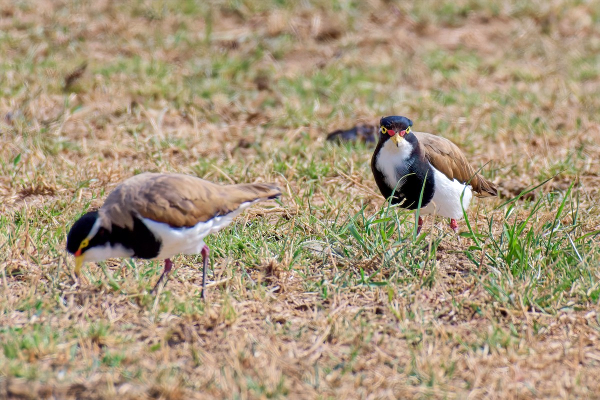 Banded Lapwing - ML646897450