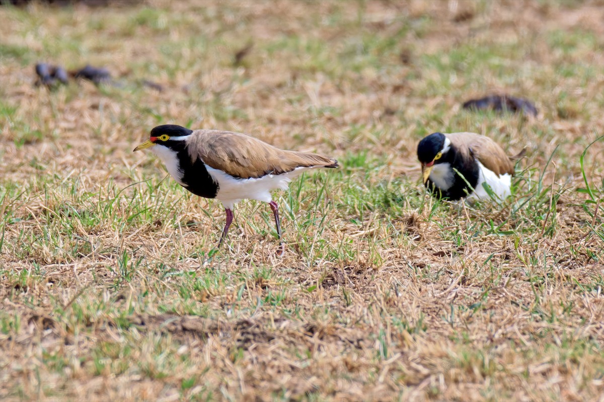 Banded Lapwing - ML646897451