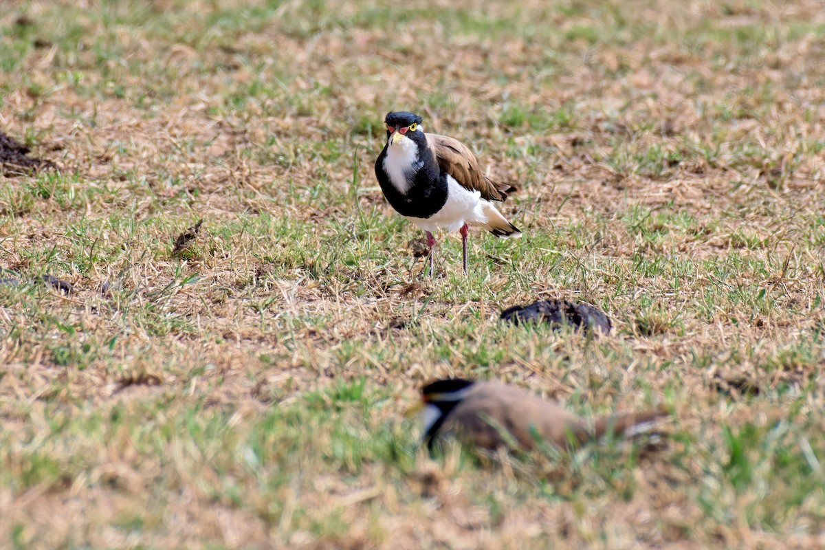 Banded Lapwing - ML646897452