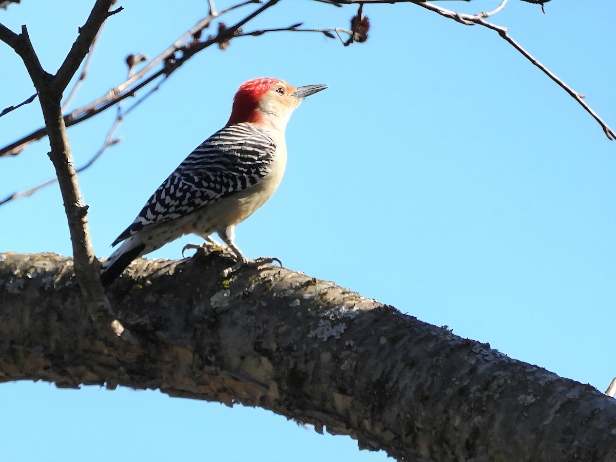 Red-bellied Woodpecker - ML646897453