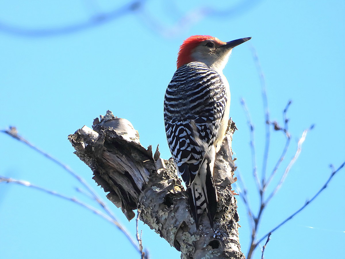 Red-bellied Woodpecker - ML646897454