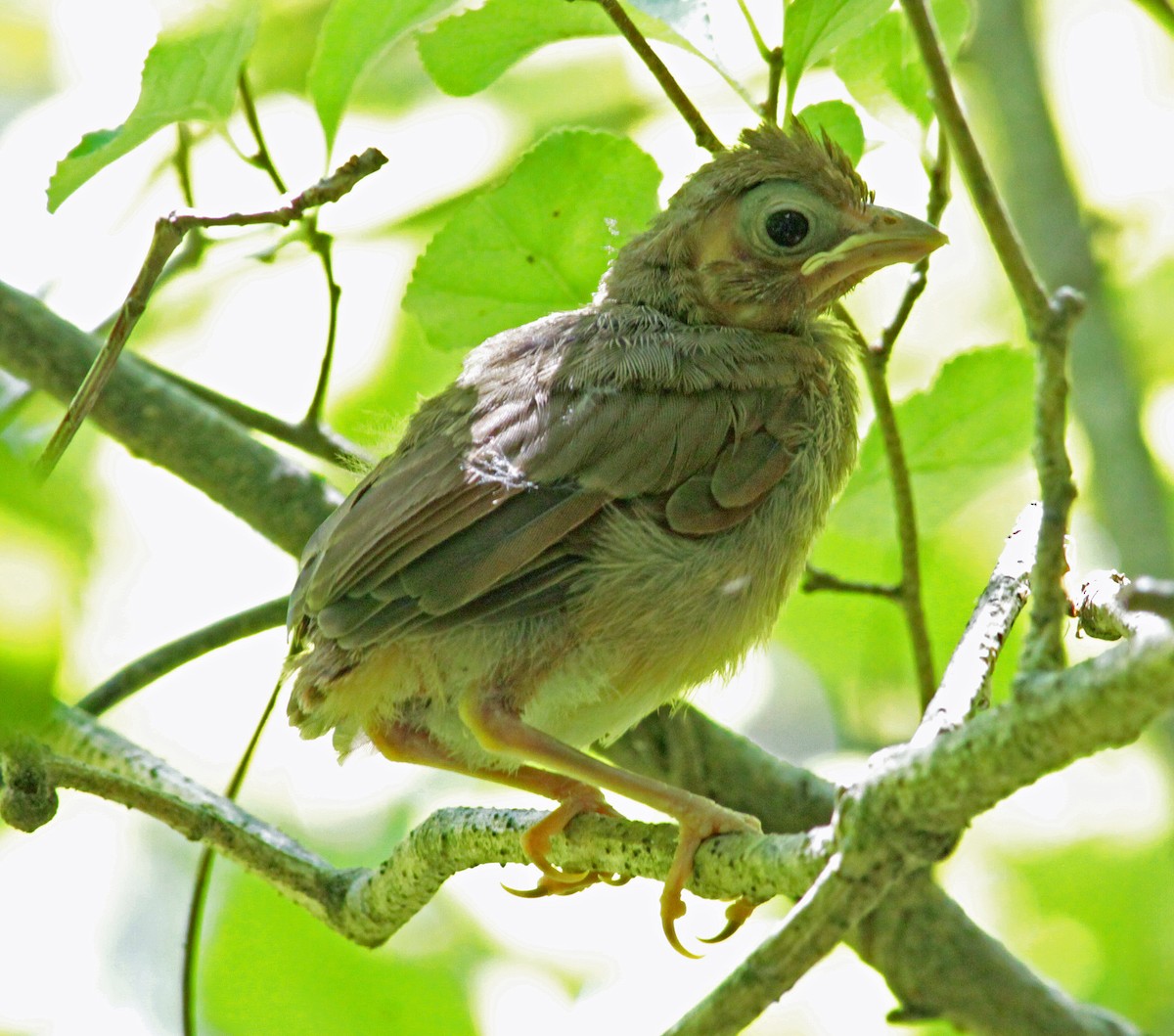 Northern Cardinal - ML646897455