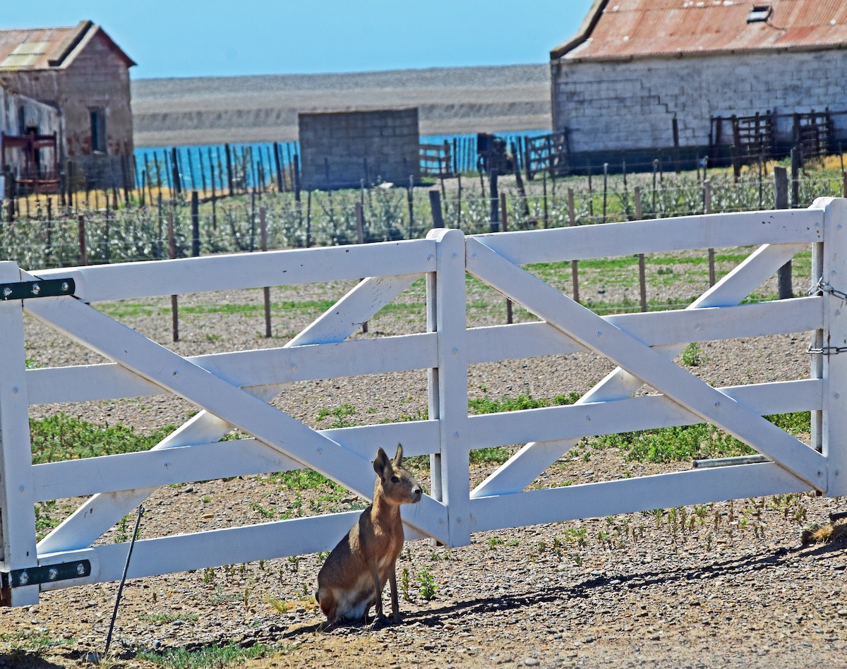 Patagonian Mara - ML646897457