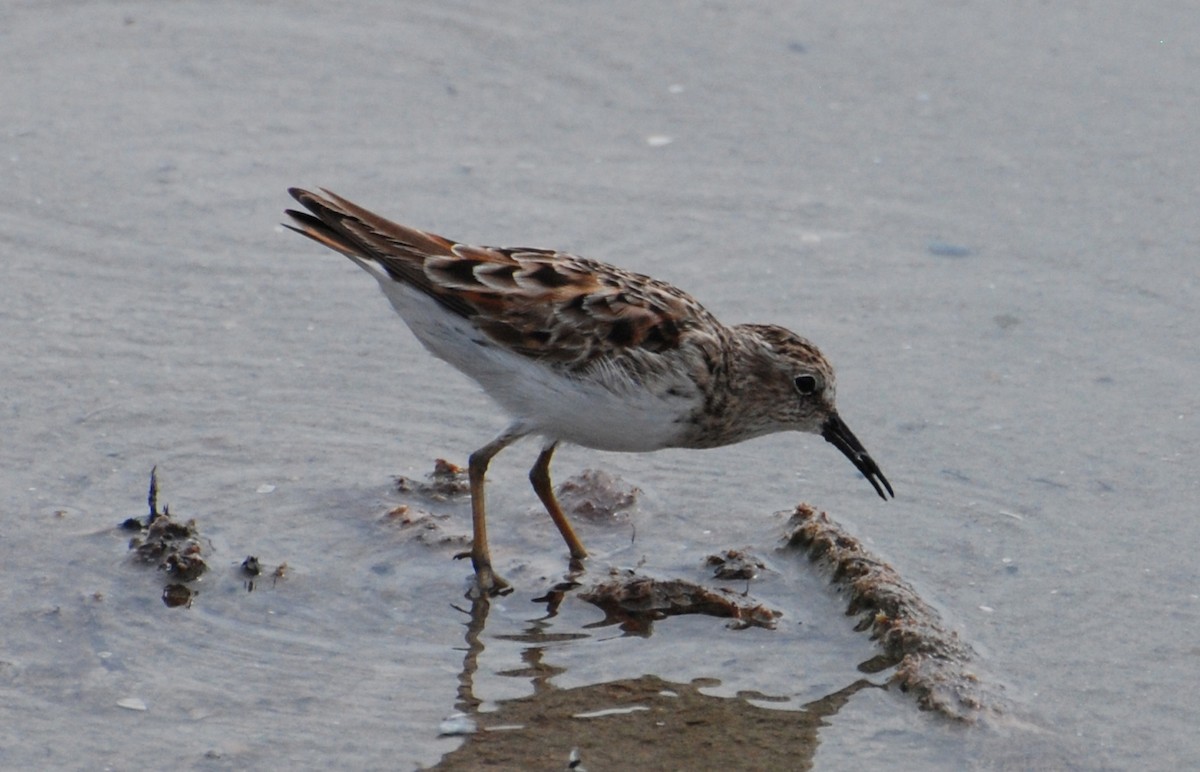 Least Sandpiper - ML646897458