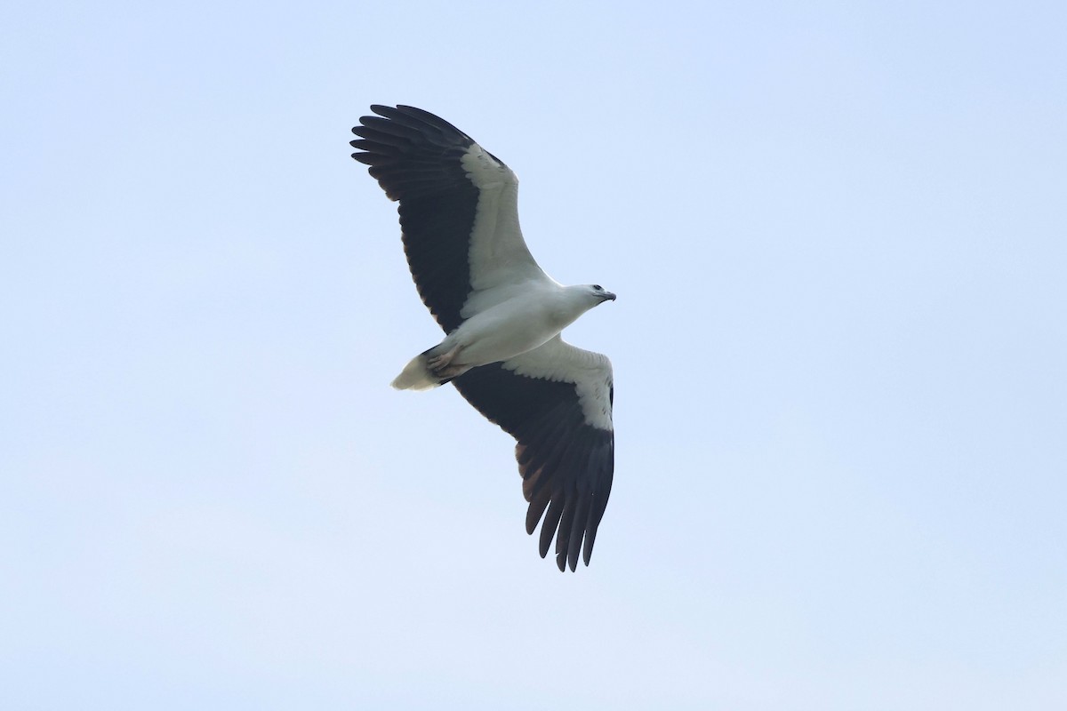 White-bellied Sea-Eagle - ML646897459
