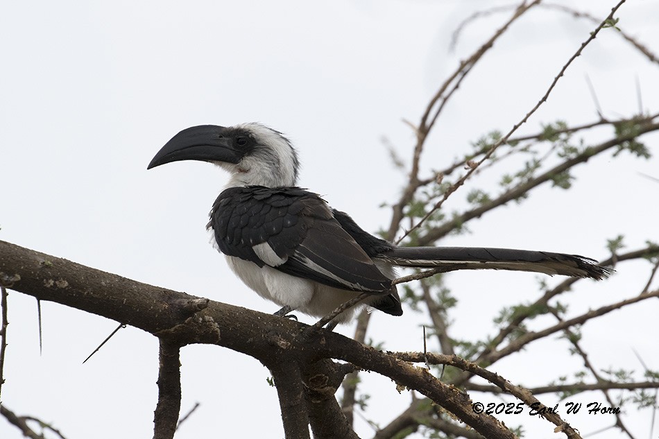 Von der Decken's Hornbill - ML646897460