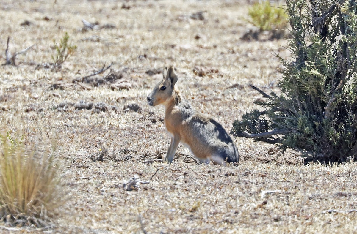 Patagonian Mara - ML646897461