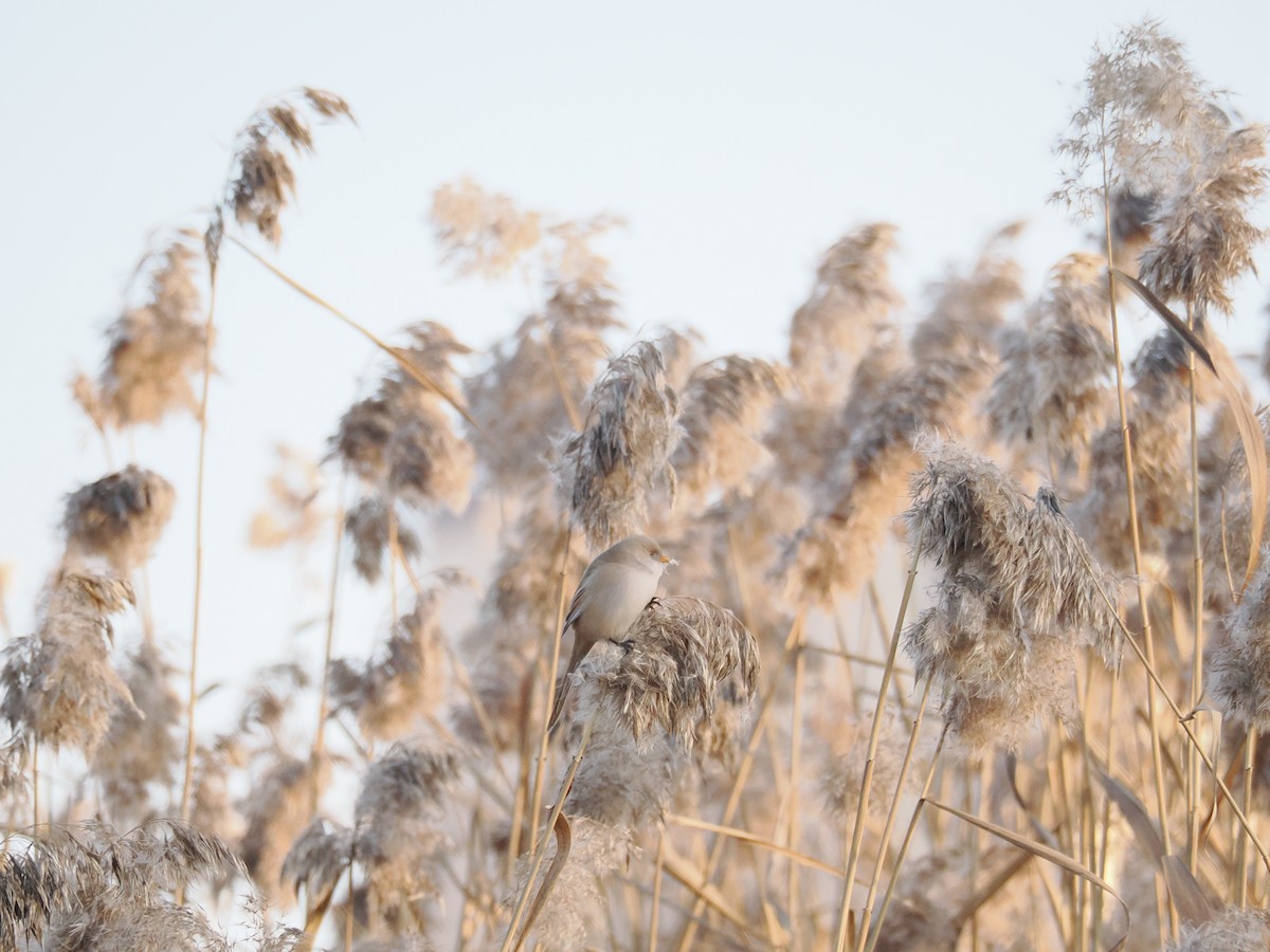 Bıyıklı Baştankara - ML646897467