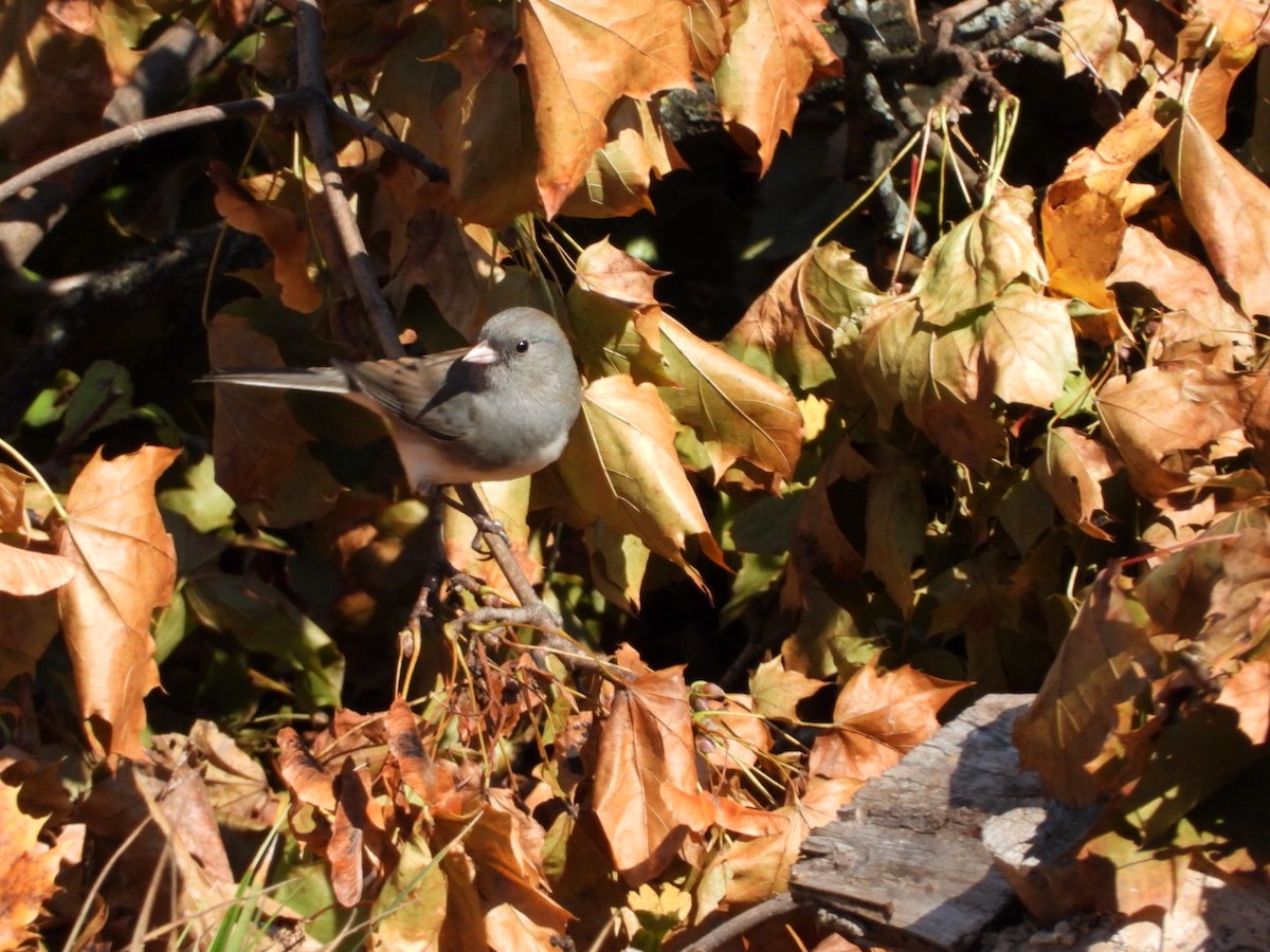Dark-eyed Junco - ML646897468