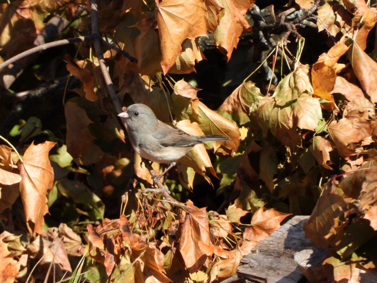 Dark-eyed Junco - ML646897469
