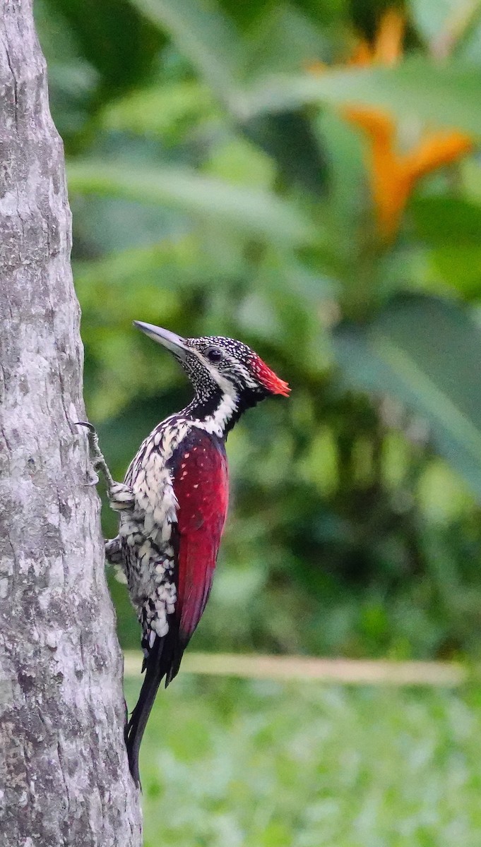Red-backed Flameback - ML646897474