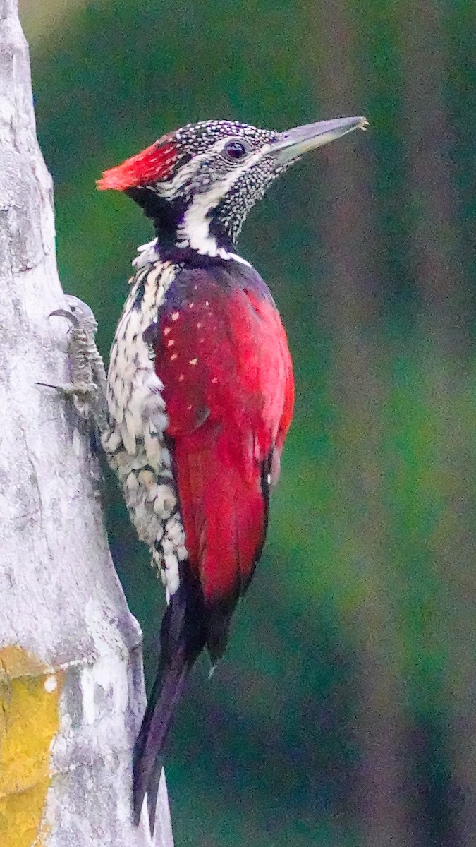 Red-backed Flameback - ML646897476