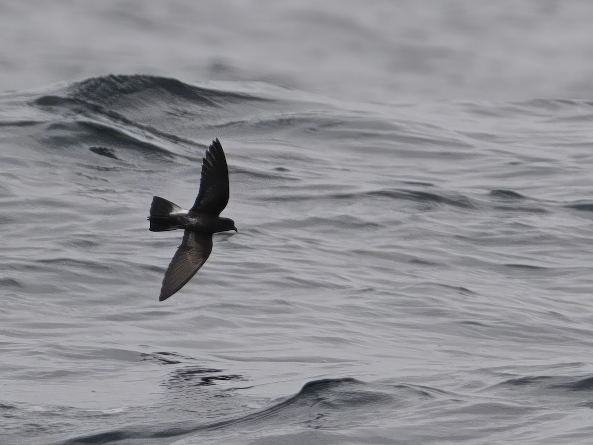 Wilson's Storm-Petrel - ML646897477