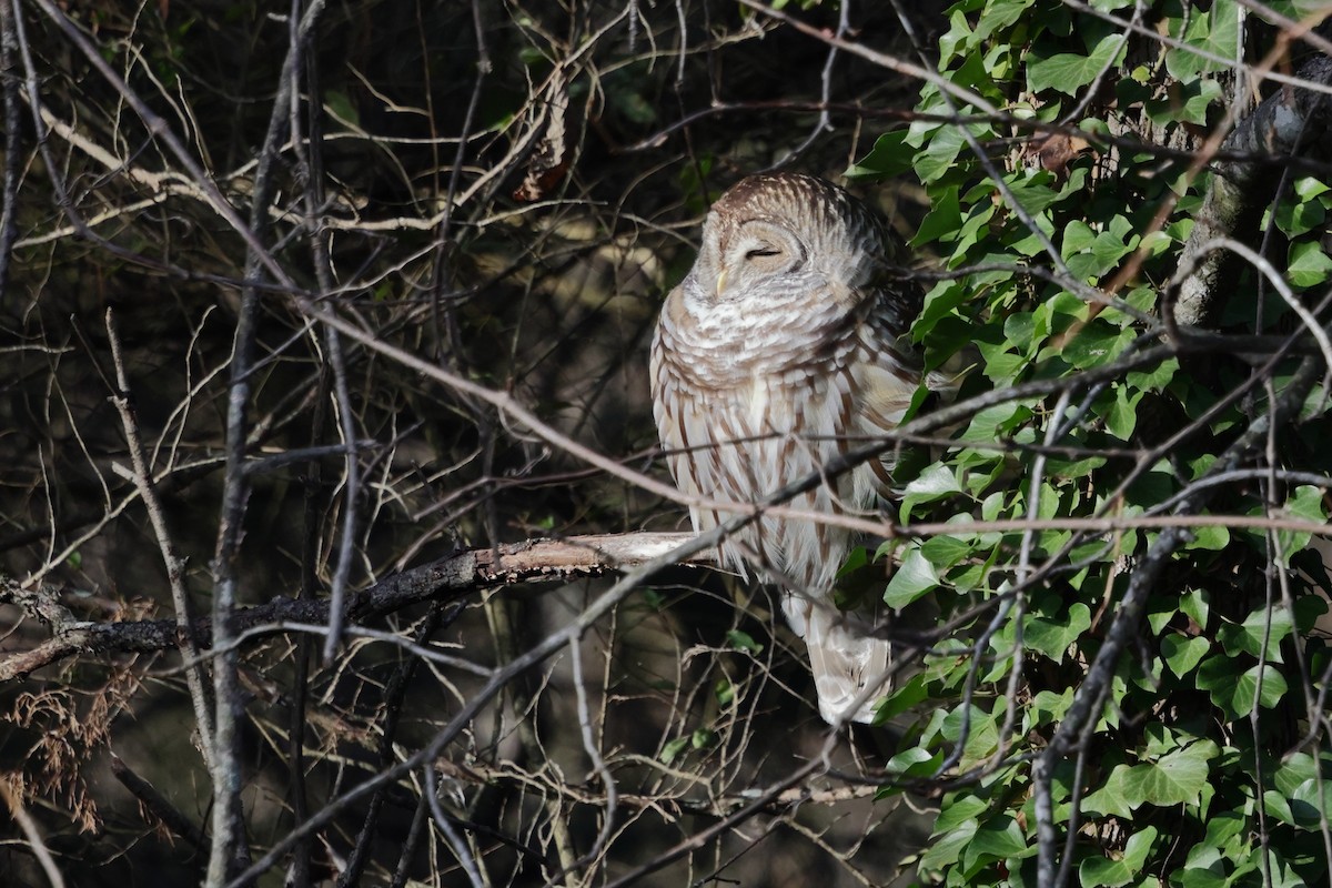 Çizgili Baykuş - ML646897478