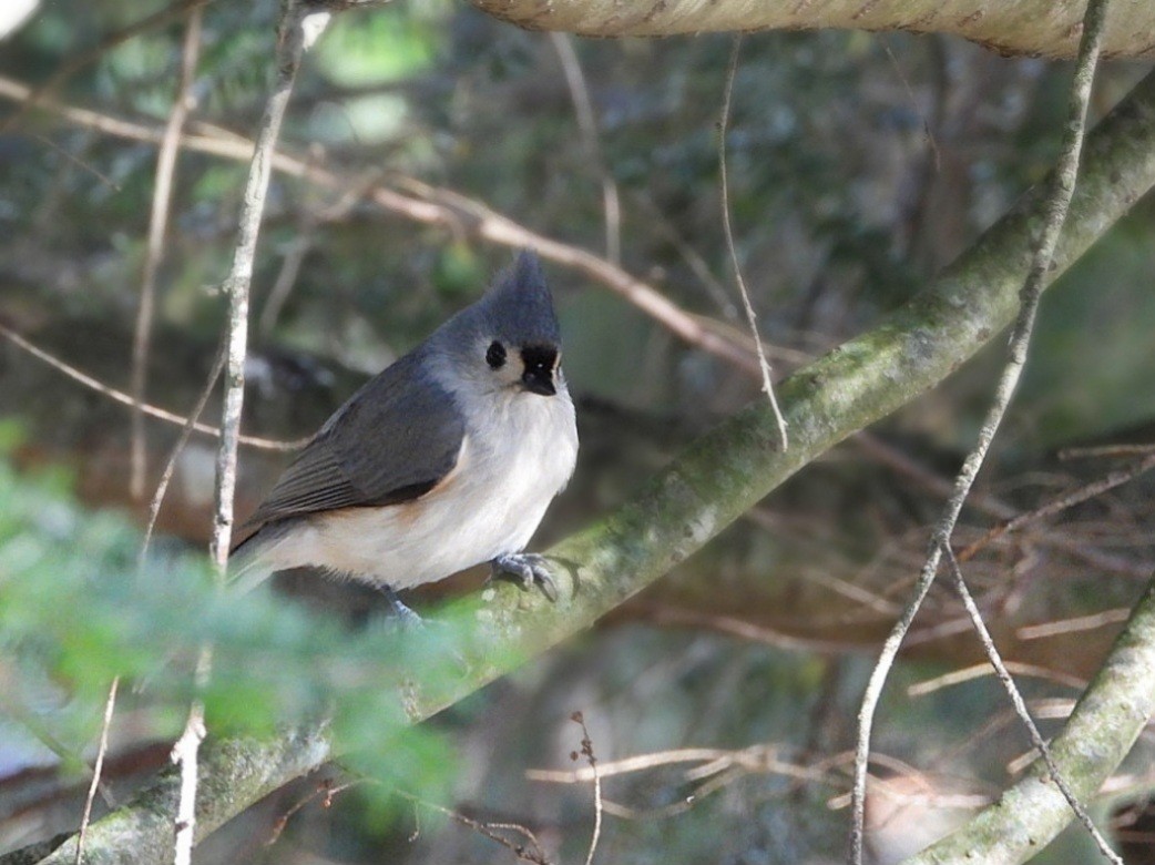 Tufted Titmouse - ML646897486