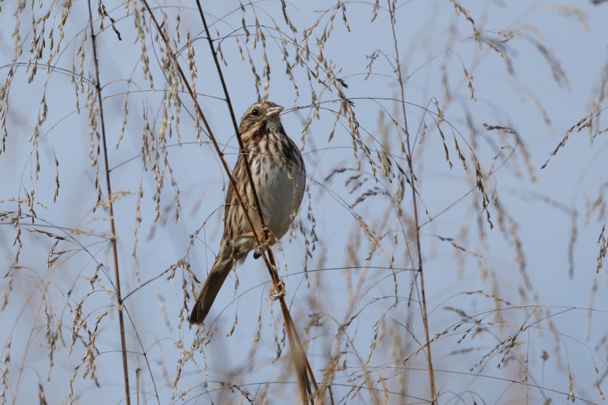 Ötücü Serçe - ML646897487